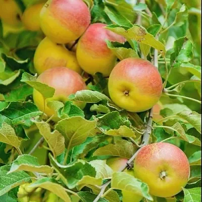Яблоня ПАМЯТЬ БЛЫНСКОГО колонновидная  Яблоня ПАМЯТЬ БЛЫНСКОГО колонновидная в Тольятти