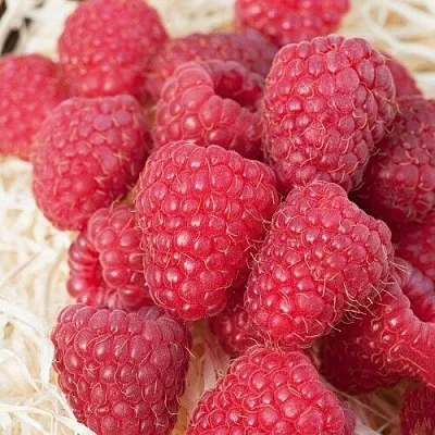 Малина МАРАСТАР  Малина МАРАСТАР в Тольятти