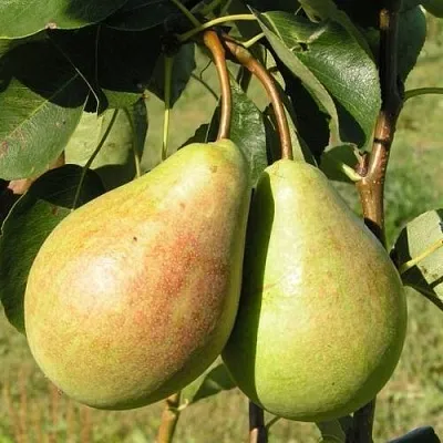 Груша ДУХМЯНАЯ  Груша ДУХМЯНАЯ в Тольятти