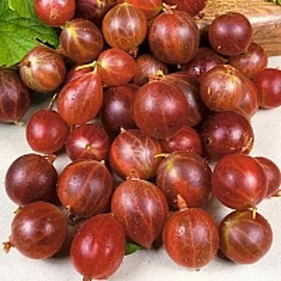 Крыжовник ОЛАВИ (ХИННОНМАЕН ПУНАЙНЕН)  Крыжовник ОЛАВИ (ХИННОНМАЕН ПУНАЙНЕН) в Тольятти