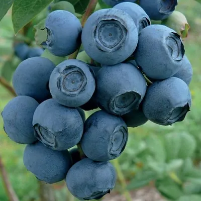 Голубика РУБЕЛ в Тольятти