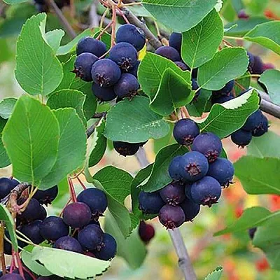 Ирга THIESSEN в Тольятти