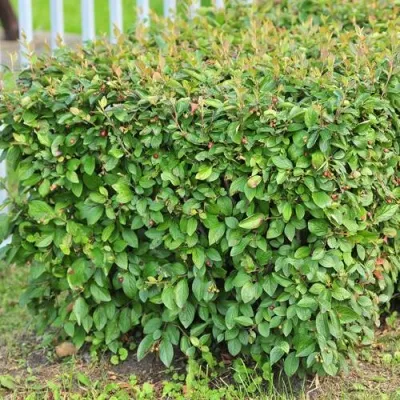 Кизильник блестящий — описание сорта Кизильник блестящий в Тольятти