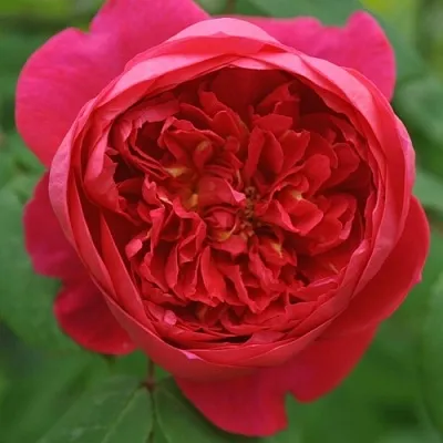 Саженцы роз БЕНДЖАМИН БРИТТЕН шраб  Саженцы роз БЕНДЖАМИН БРИТТЕН шраб в Тольятти