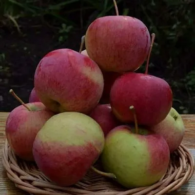 Яблоня РОДНИКОВАЯ  Яблоня РОДНИКОВАЯ в Тольятти