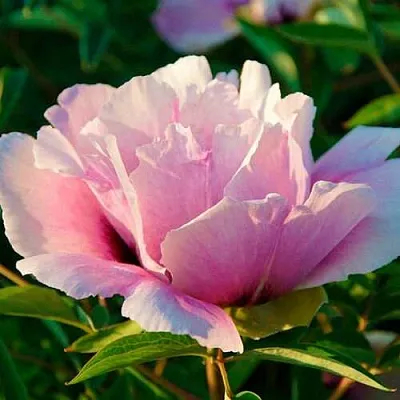 Пион ВРАТА ХРАМА древовидный  в Тольятти