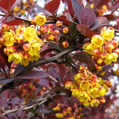 Барбарис СУПЕРБА оттавский   Барбарис СУПЕРБА оттавский  в Тольятти