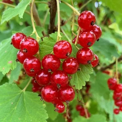 Смородина красная МААРСЕС ПРОМИНЕНТ  Смородина красная МААРСЕС ПРОМИНЕНТ в Тольятти