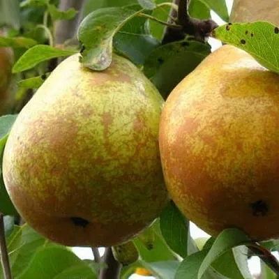 Груша БЕЛОРУСКА  Груша БЕЛОРУСКА в Тольятти