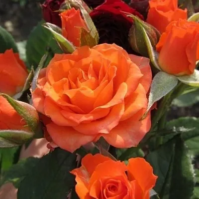 Саженцы роз АЛЕГРИЯ спрей  Саженцы роз АЛЕГРИЯ спрей в Тольятти