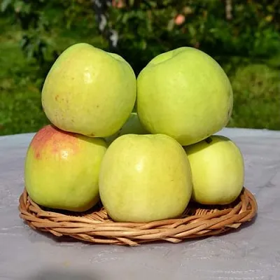 Яблоня БИРСКОЕ ГРУШЕВОЕ (БИЧИК)  Яблоня БИРСКОЕ ГРУШЕВОЕ (БИЧИК) в Тольятти