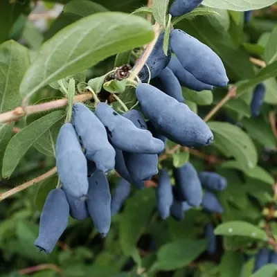 Жимолость съедобная ТОМИ японская  Жимолость съедобная ТОМИ японская в Тольятти