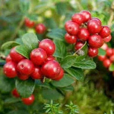 Брусника садовая РУНО БЕЛЯВСКИ  Брусника садовая РУНО БЕЛЯВСКИ в Тольятти