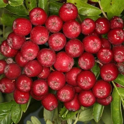 Рябина РУБИНОВАЯ сладкоплодная  Рябина РУБИНОВАЯ сладкоплодная в Тольятти