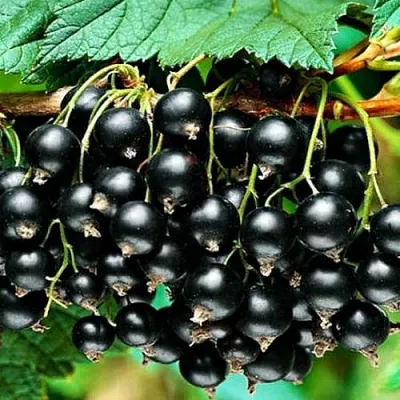 Смородина черная АТЛАНТ  Смородина черная АТЛАНТ в Тольятти