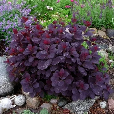 Скумпия РОЯЛ ПЕРПЛ кожевенная  Скумпия РОЯЛ ПЕРПЛ кожевенная в Тольятти