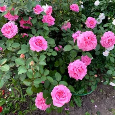 Саженцы роз ЭШЛИ чайно-гибридная — описание сорта Саженцы роз ЭШЛИ чайно-гибридная в Тольятти