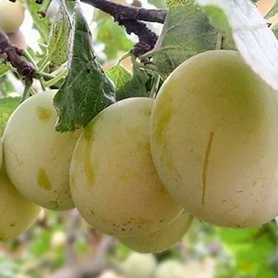 Слива УТРО в Тольятти