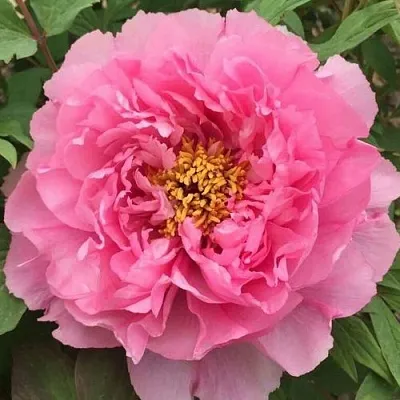 Пион РОЗОВЫЙ ЛОТОС древовидный в Тольятти