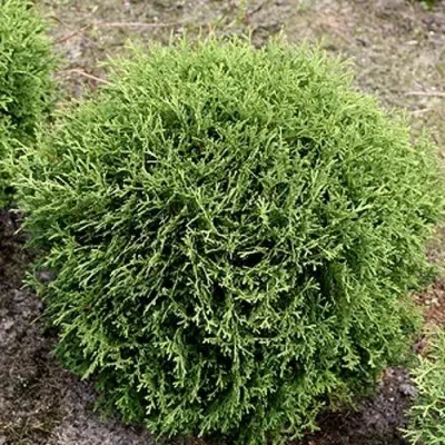 Туя ТИНИ ТИМ западная — описание сорта Туя ТИНИ ТИМ западная в Тольятти