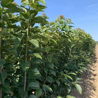 Саженцы оптом  Саженцы оптом в Тольятти