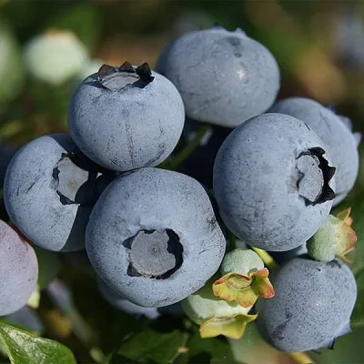 Высокорослые сорта Высокорослые сорта в Тольятти