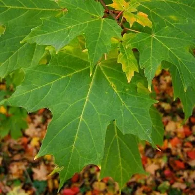 Клен сахарный  Клен сахарный в Тольятти