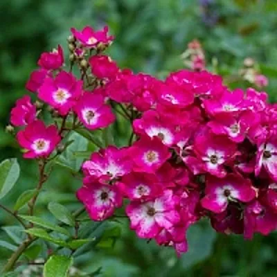 Саженцы роз МАРДЖОРИ ФЕЙР полиантовая  Саженцы роз МАРДЖОРИ ФЕЙР полиантовая в Тольятти