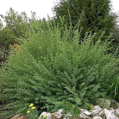 Ива НАНА  пурпурная   Ива НАНА  пурпурная  в Тольятти