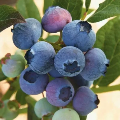 Голубика ОСОРНО — описание сорта Голубика ОСОРНО в Тольятти