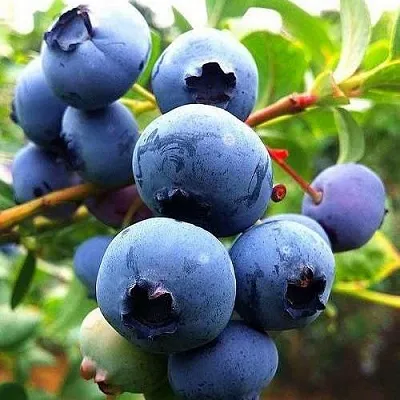 Низкорослые сорта Низкорослые сорта в Тольятти