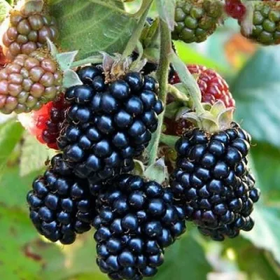 Ежевика ОУАЧИТА бесшипная — описание сорта Ежевика ОУАЧИТА бесшипная в Тольятти