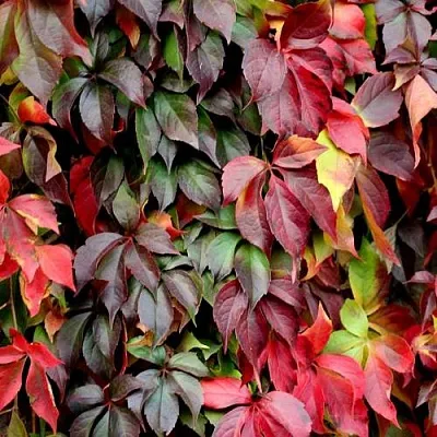 Саженцы девичего винограда Саженцы девичего винограда