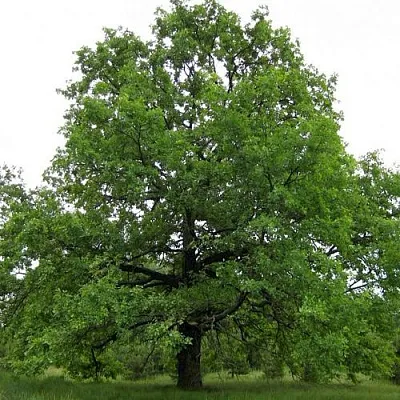 Дуб черешчатый   Дуб черешчатый  в Тольятти