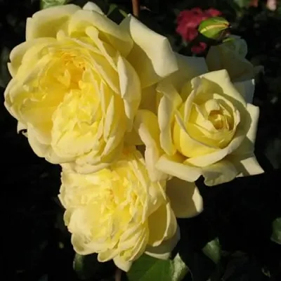 Саженцы роз КАЗИНО плетистая  Саженцы роз КАЗИНО плетистая в Тольятти