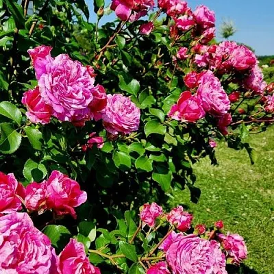 Саженцы роз ИНЕС САСТР плетистая  Саженцы роз ИНЕС САСТР плетистая в Тольятти