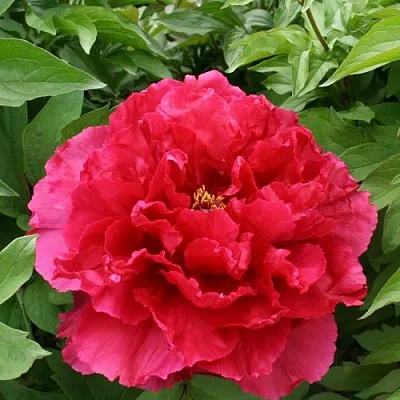 Пион АРОМАТНОЕ ВОСПОМИНАНИЕ древовидный в Тольятти