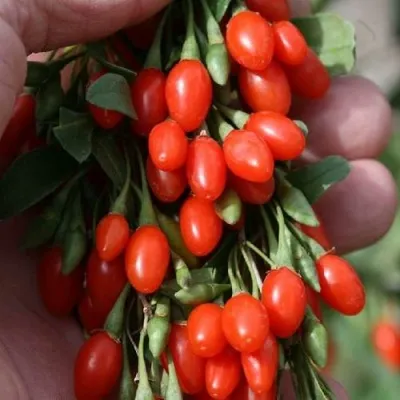 Годжи КОРЕАН БИГ в Тольятти