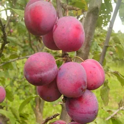 Слива ЭДИНБУРГСКАЯ в Тольятти