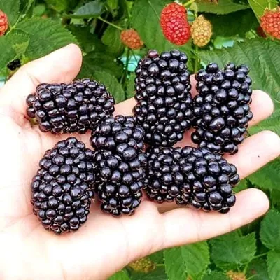 Ежевика ОУАЧИТА бесшипная — описание сорта Ежевика ОУАЧИТА бесшипная в Тольятти