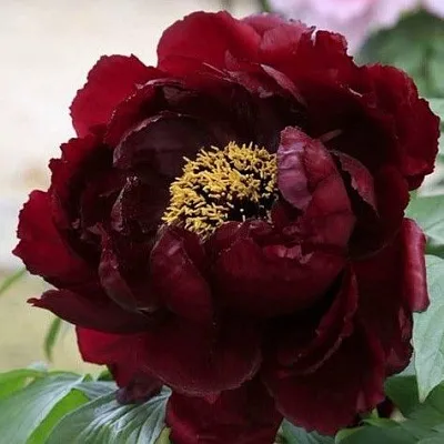 Пион ПОЛНОЧЬ древовидный в Тольятти