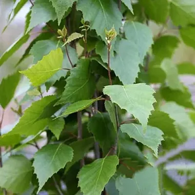Береза ФАСТИГИАТА повислая   Береза ФАСТИГИАТА повислая  в Тольятти