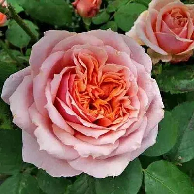 Саженцы роз ПОЛЬ БОКЮЗ шраб  Саженцы роз ПОЛЬ БОКЮЗ шраб в Тольятти