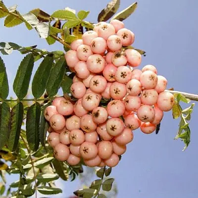 Рябина ПИНК ВЕЙЛ  Рябина ПИНК ВЕЙЛ в Тольятти