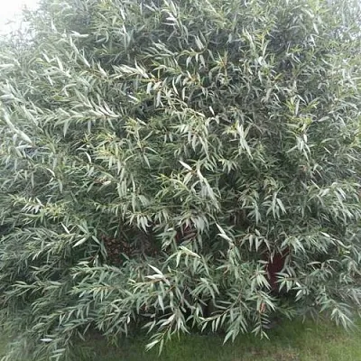 Ива СЕРЕБРИСТАЯ  Ива СЕРЕБРИСТАЯ в Тольятти