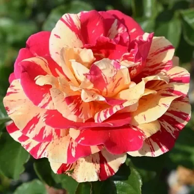 Саженцы роз ВАНИЛЛА ФРАЙЗ плетистая  Саженцы роз ВАНИЛЛА ФРАЙЗ плетистая в Тольятти