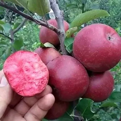 Яблоня РЕД КЕТТИ  Яблоня РЕД КЕТТИ в Тольятти