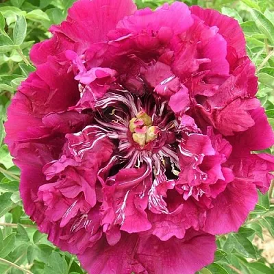 Пион ПУРПУРНЫЙ ОКЕАН древовидный в Тольятти