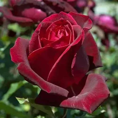 Саженцы роз ПАПА МЕЙЯН чайно-гибридная в Тольятти