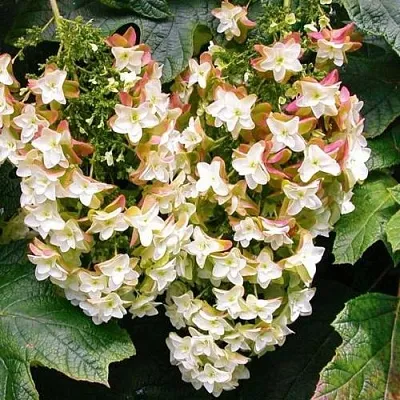 Гортензия БЛЭК ПОРШ дуболистная в Тольятти